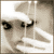 :iconluckyroses: