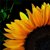 :iconluckysunflower: