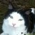 :iconlucylovescats: