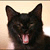 :iconludivyne: