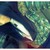 :iconluffylover7: