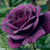 lullabysinger001 :iconlullabysinger001: