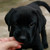 :iconlulux333: