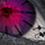 :iconlumiere-morte: