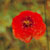:iconluminous-lu: