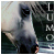 :iconlumos81:
