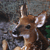 :iconluna-fawn: