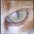 :iconluna-kat: