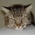 :iconluna-the-cat: