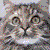 :iconlunacat: