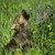Lunaflowerwolf :iconlunaflowerwolf: