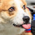 :iconlunafox123: