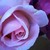 :iconlunalilyfeather: