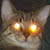 :iconlunamoth: