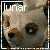 :iconlunar-bandit: