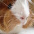 :iconlunar-whitewolf: