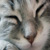 :iconlunarangelwolf: