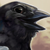 Lunarfowl :iconlunarfowl:
