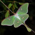 :iconlunarwings86: