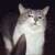 :iconlunarwolf7906: