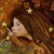 :iconlunasophie: