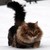 Lunathenightprincess :iconlunathenightprincess: