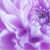 :iconlunatic-core: