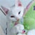 :iconlunatigre: