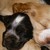 :iconlunawolf3511: