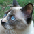 :iconlunewen-photo: