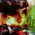 :iconlunylizzy: