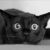 :iconluodinson: