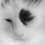 :iconluolanjp: