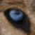 :iconlupo-selvaggio: