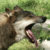 :iconlupo42: