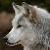 :iconlupus-reneson: