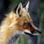 Lupus-Vulpes :iconlupus-vulpes: