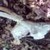 :iconlupussia: