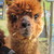 :iconluroon: