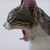 :iconlurora: