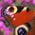 :iconluscini: