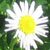 :iconlush-as-lithium:
