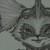 :iconlusoteixeira: