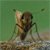 :iconlutfi24: