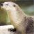 :iconlutraphobicotter: