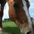 :iconluv-of-animals: