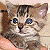 :iconluvbee: