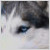 :iconluvpaw: