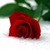 :iconluvthesea710: