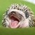 :iconluvzippy7: